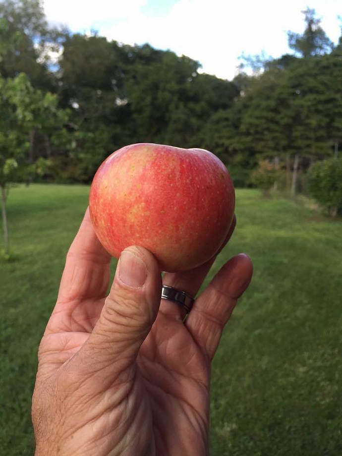 Hawaii apple variety General Fruit Growing Growing Fruit